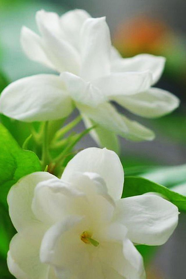 640x960 Pleasant Fresh Jasmine Macro - macro iPhone 4s Wallpaper