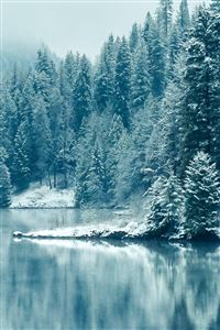 Pine Forest Lake Snow wallpaper