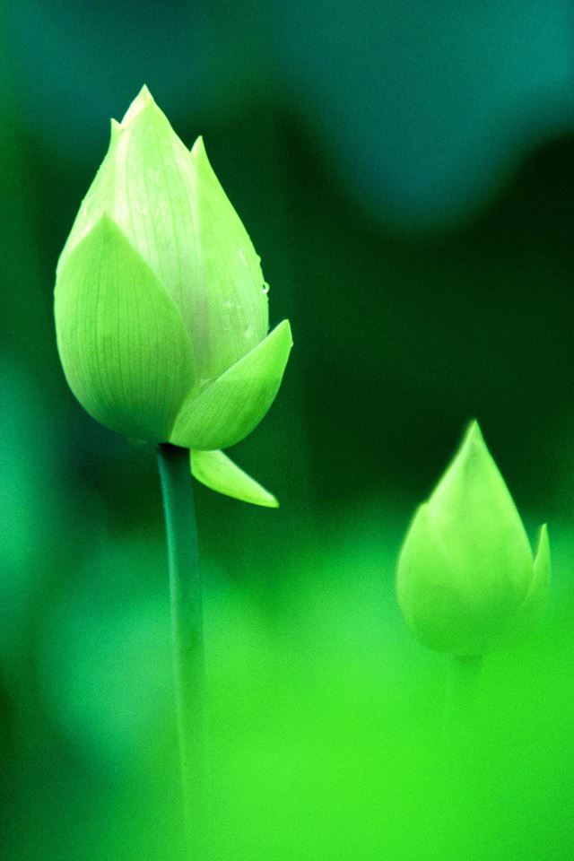 Fresh Green Lotus Bud Macro Bokeh iPhone 4s wallpaper 