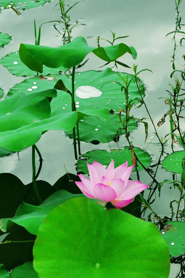 Nature Fresh Lotus Pond iPhone 4s wallpaper 