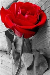 Elegant Red Rose On Wood wallpaper