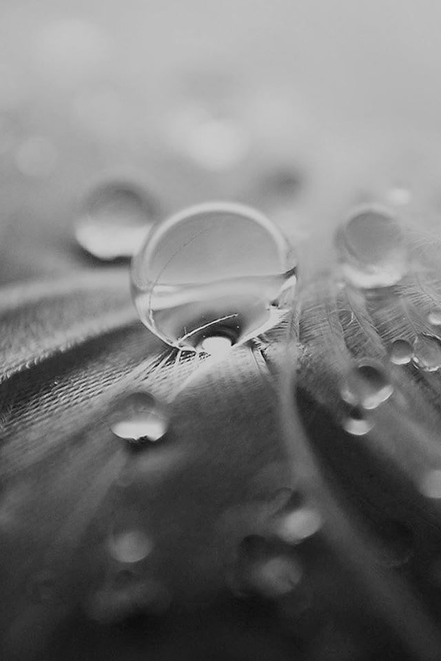 640x960 Raindrops Nature Leaf Art Dark - leaf iPhone 4s Wallpaper