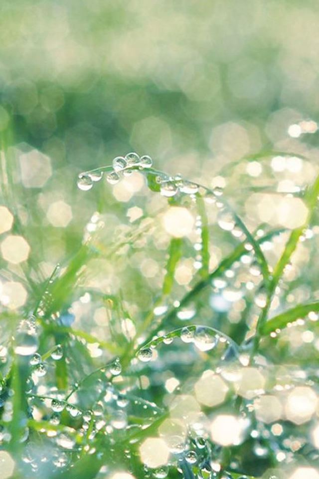 640x960 Nature Pure Dew Grassland Bokeh -  iPhone 4s Wallpaper
