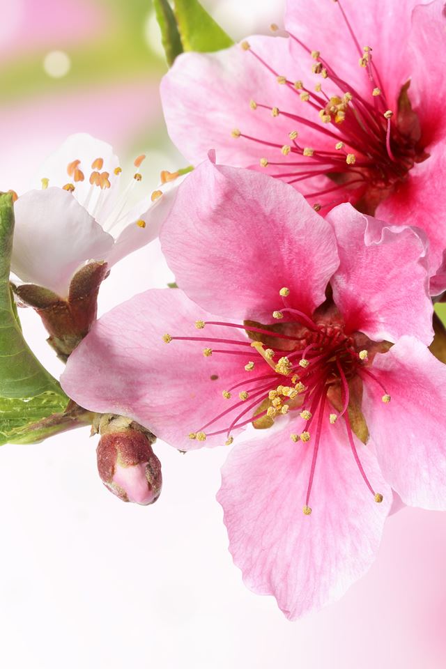 640x960 Spring Plum Blossom Branch Macro - macro iPhone 4s Wallpaper