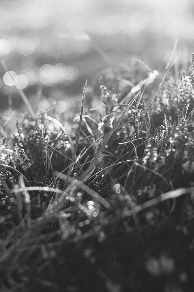 640x960 Nature Sunrise Grass Leaves Dark Bokeh - sunrise iPhone 4s Wallpaper
