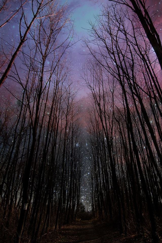Wither Trees Towards Shiny Starry Sky iPhone 4s wallpaper 