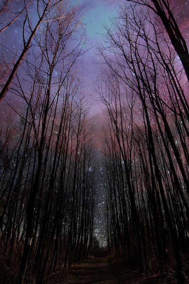 640x960 Wither Trees Towards Shiny Starry Sky - branch iPhone 4s Wallpaper