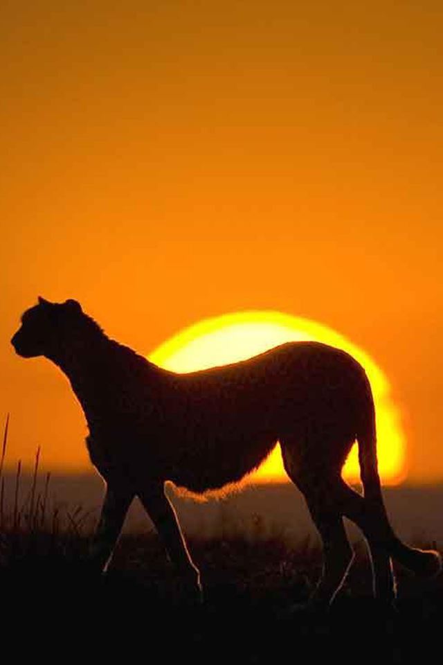 640x960 African Leopard Wild Sunset Grassland - leopard iPhone 4s Wallpaper