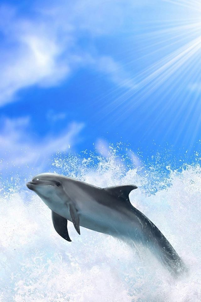 640x960 Ocean Jumping Dolphin Under Sunshine - cute iPhone 4s Wallpaper