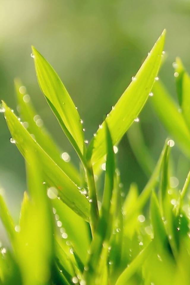 640x960 Verdant Morning Leafy Landscape - spring iPhone 4s Wallpaper