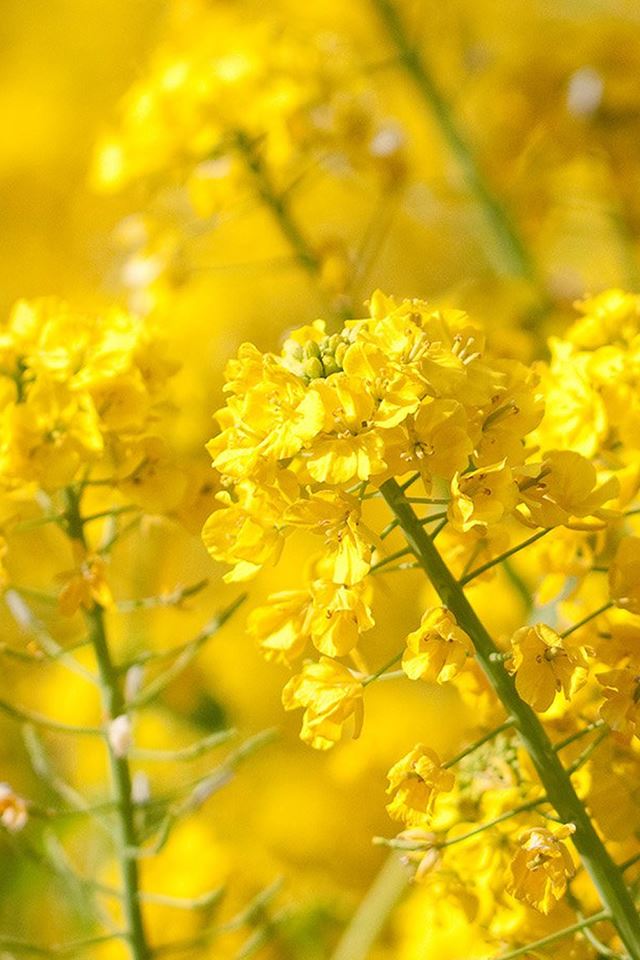 640x960 Nature Spring Yellow Cole Flowers Branch Macro - macro iPhone 4s Wallpaper