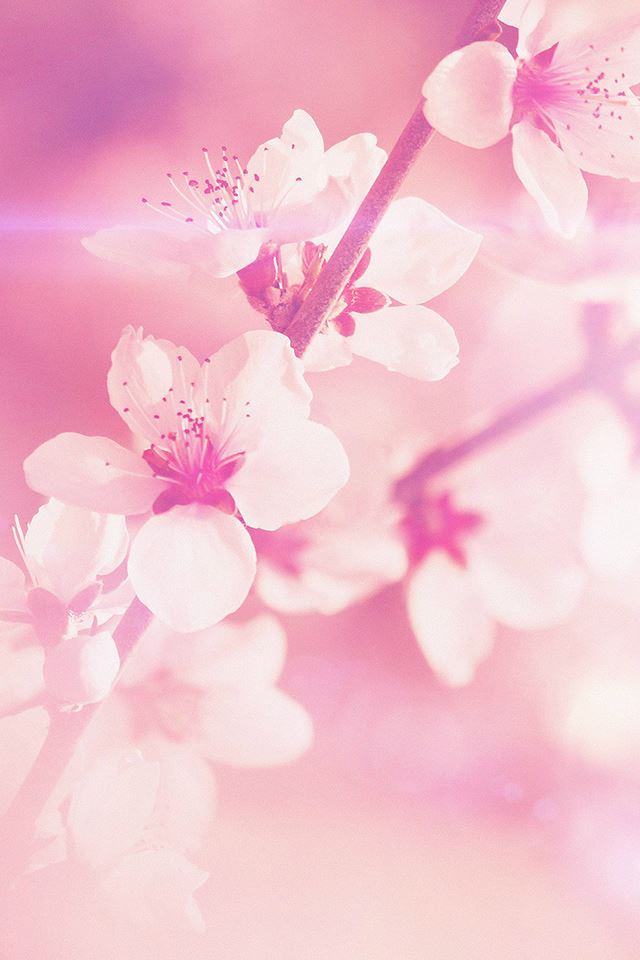 640x960 Spring Flower Pink Cherry Blossom Flare Nature - flare iPhone 4s Wallpaper