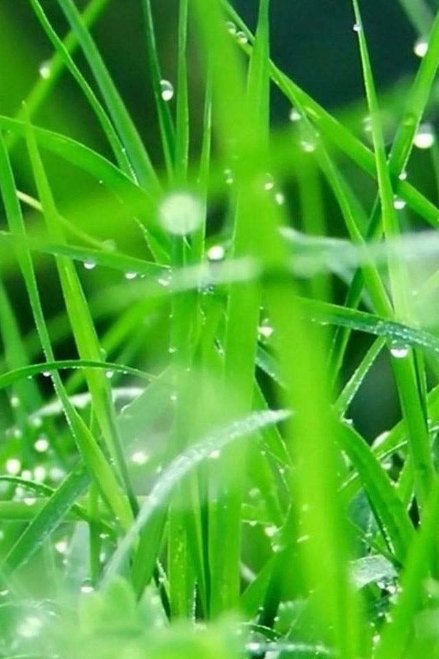 640x960 Fresh Dew Grass Leaves After Rain - grass iPhone 4s Wallpaper