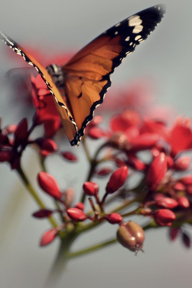 640x960 Nature Flower Branch Butterfly Macro - mist iPhone 4s Wallpaper