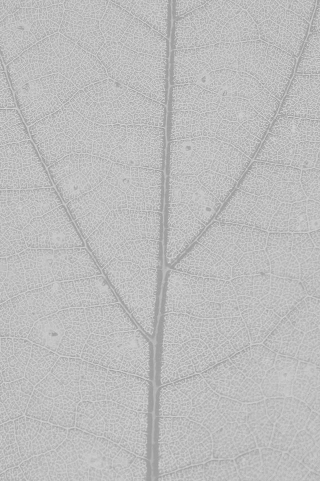 640x960 White Leaf Texture Nature Pattern - leaf iPhone 4s Wallpaper
