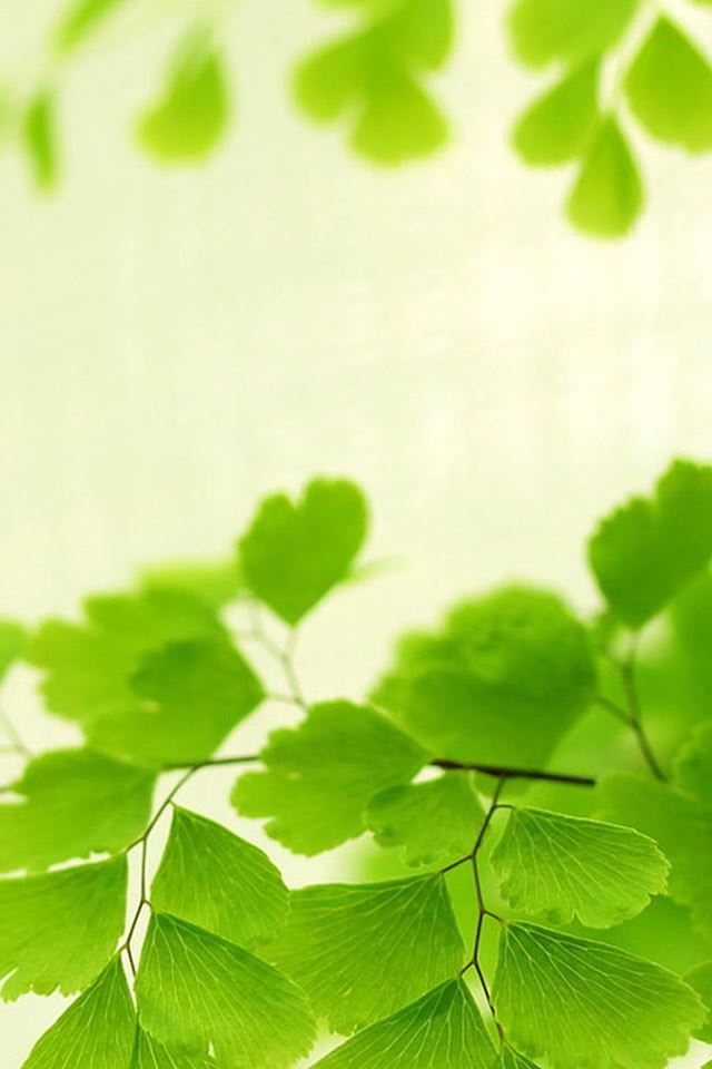 640x960 Nature Bright Ginkgo Tree Branch Leaves - leaf iPhone 4s Wallpaper