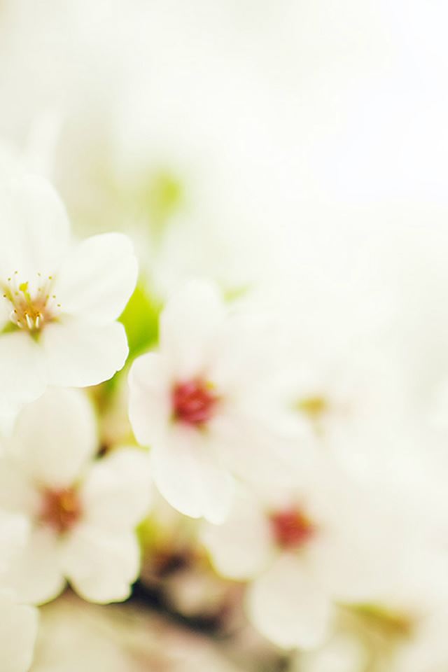 640x960 Blossom Cherry Spring Sakura Nature Flower - spring iPhone 4s Wallpaper