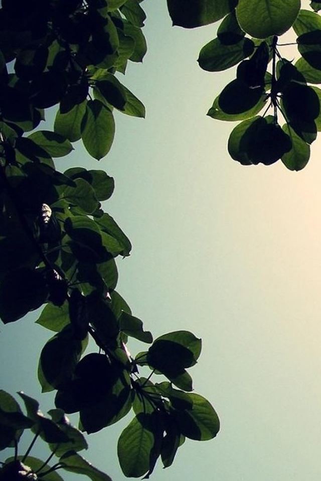 640x960 Bright Sunny Clear Sky Green Plant Leaf Branch - leaf iPhone 4s Wallpaper