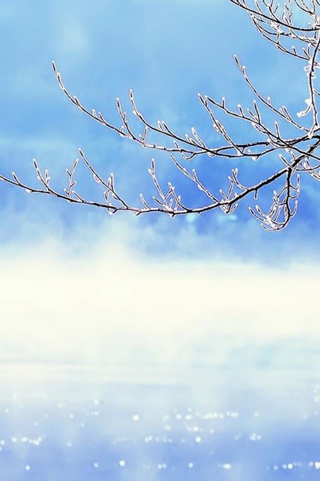 640x960 Nature Winter Clear Sunny Snowy  Icy Tree Branch - pure iPhone 4s Wallpaper