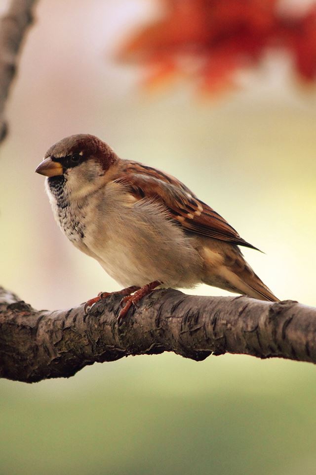 640x960 Sparrow Resting - bird iPhone 4s Wallpaper