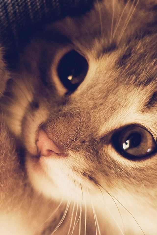 640x960 Cute Cat Kitten Naive Animal Macro - kitten iPhone 4s Wallpaper