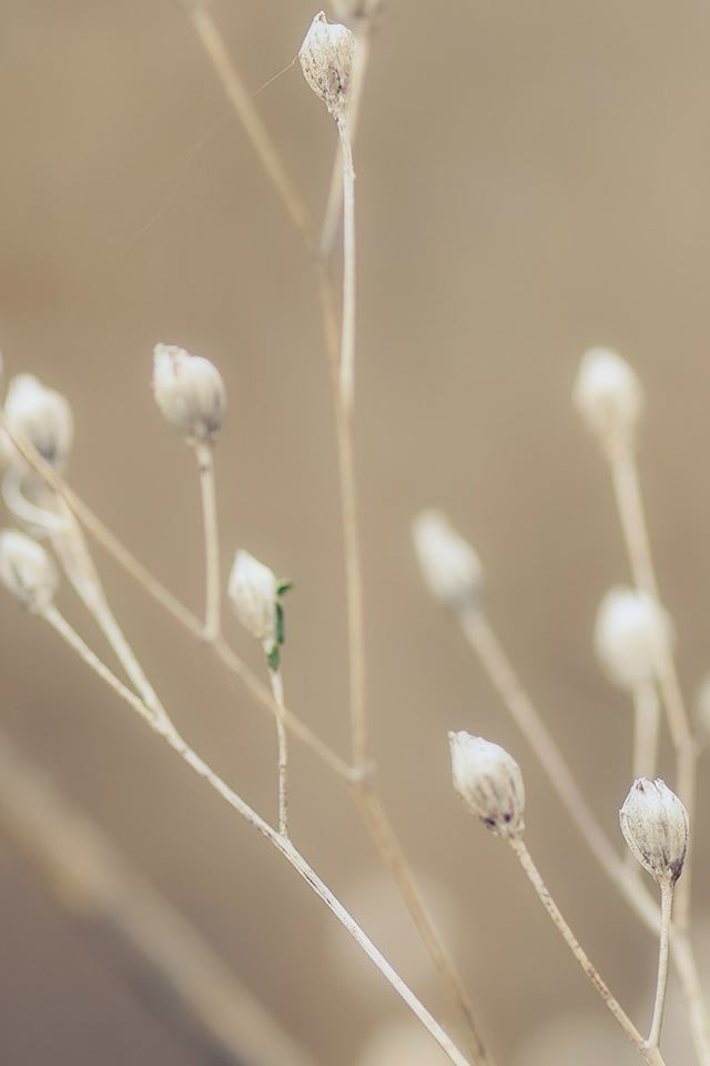 640x960 Pure Weed Plant Breed Macro - weed iPhone 4s Wallpaper