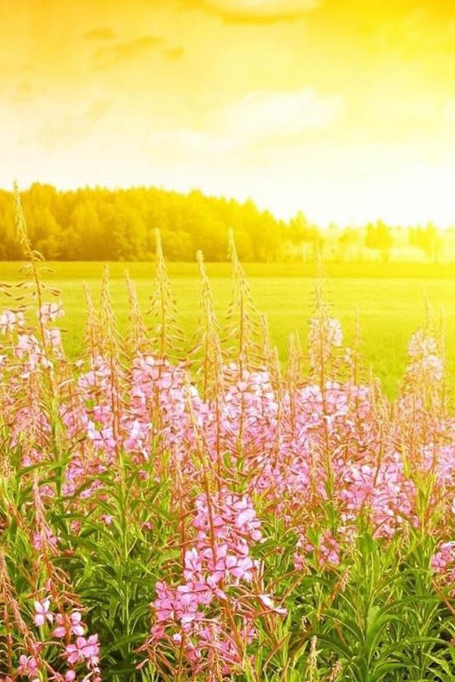 Brilliant Golden Sunshine Spring Flower Bloom Field iPhone 4s wallpaper 