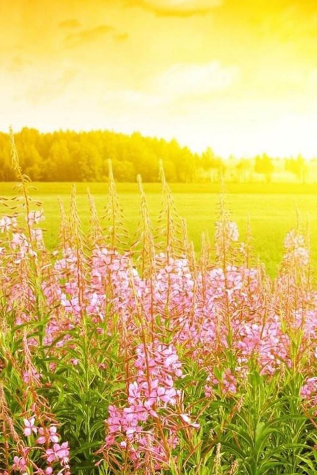 640x960 Brilliant Golden Sunshine Spring Flower Bloom Field - spring iPhone 4s Wallpaper