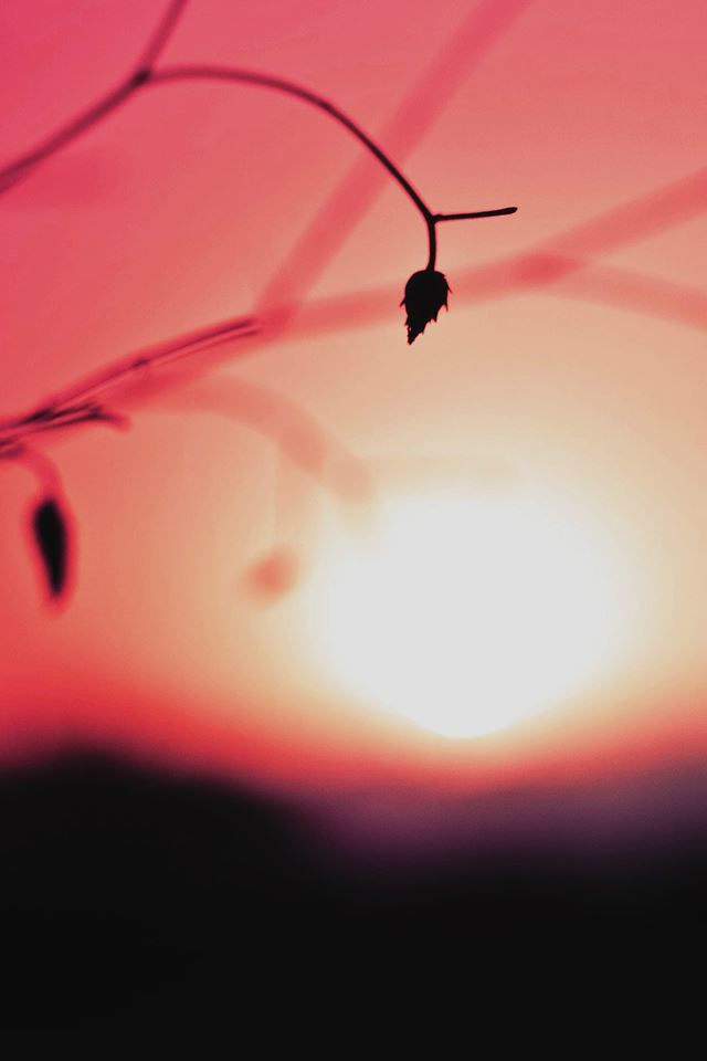 640x960 Minimal Sunset Nature Flower Red Night - branch iPhone 4s Wallpaper