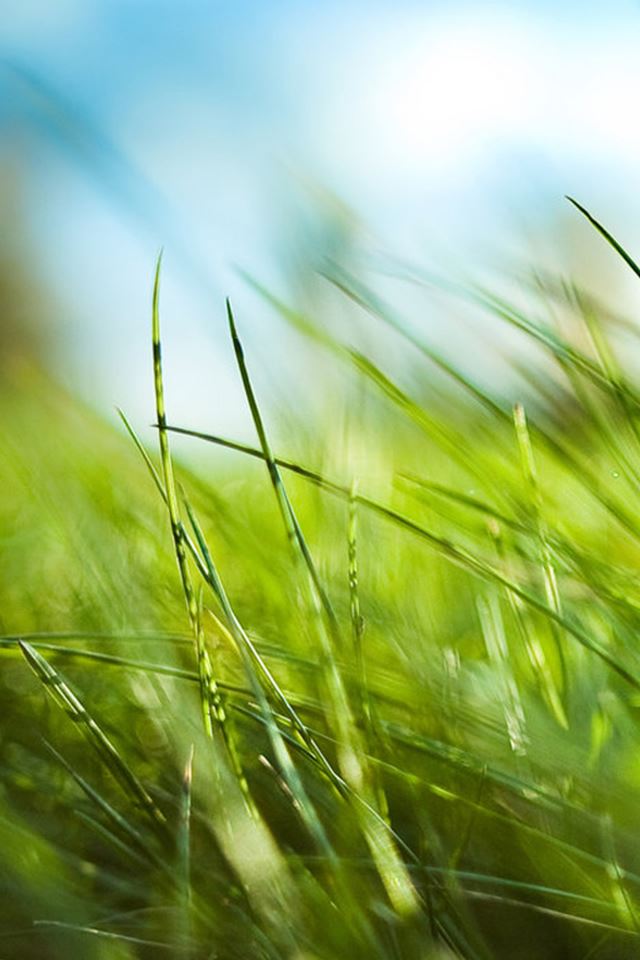 Nature Sunny Blue Sky Green Grass Leafy Field iPhone 4s Wallpapers Free  Download