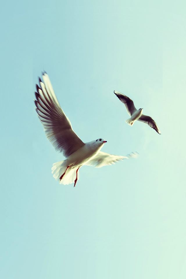 640x960 Piegeon Bird Fly Sky Animal Nature Minimal - bright iPhone 4s Wallpaper