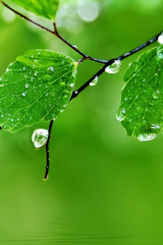 640x960 Pure Fresh Dew Leaf Branch Over Water - droplet iPhone 4s Wallpaper