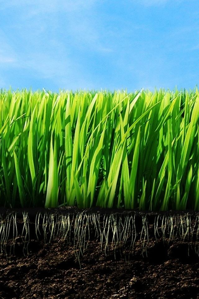 640x960 Nature Green Plant Leafy Field Root Soil - sand iPhone 4s Wallpaper