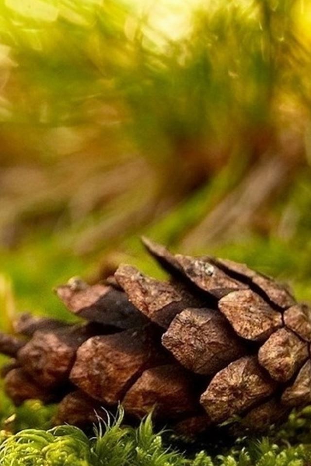 640x960 Beautiful Pine Nut On Grassland Bokeh Background - bokeh iPhone 4s Wallpaper