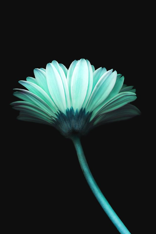 640x960 Lonely Flower Dark Blue Simple Minimal Art - minimal iPhone 4s Wallpaper