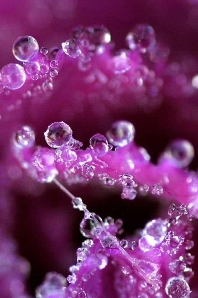640x960 Pure Dew Purple Flower Petal Macro - droplet iPhone 4s Wallpaper