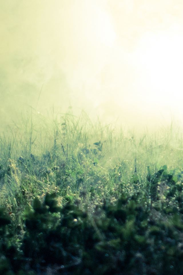 640x960 Pure Simple Mist Grass Field Bokeh Background - mist iPhone 4s Wallpaper