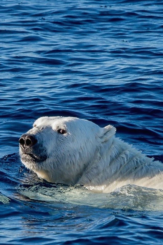 640x960 Watch Me Swim Polar Bear Sea Animal - pet iPhone 4s Wallpaper
