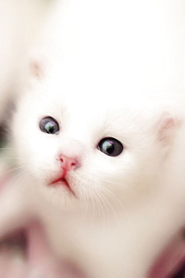 640x960 White Kitten - kitten iPhone 4s Wallpaper