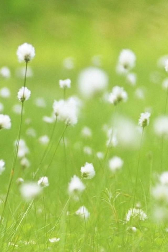 640x960 Vitality White Dandelion Plant Field - grass iPhone 4s Wallpaper
