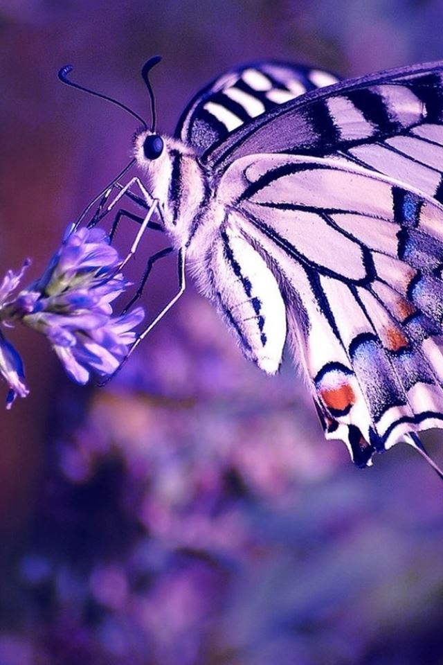640x960 Butterfly On Flower Macro Mystery Garden At Dusk - macro iPhone 4s Wallpaper