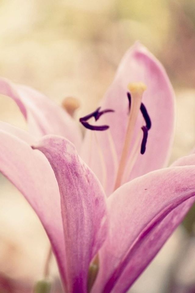 640x960 Nature Pure Elegant Pink Lily Flower - pure iPhone 4s Wallpaper