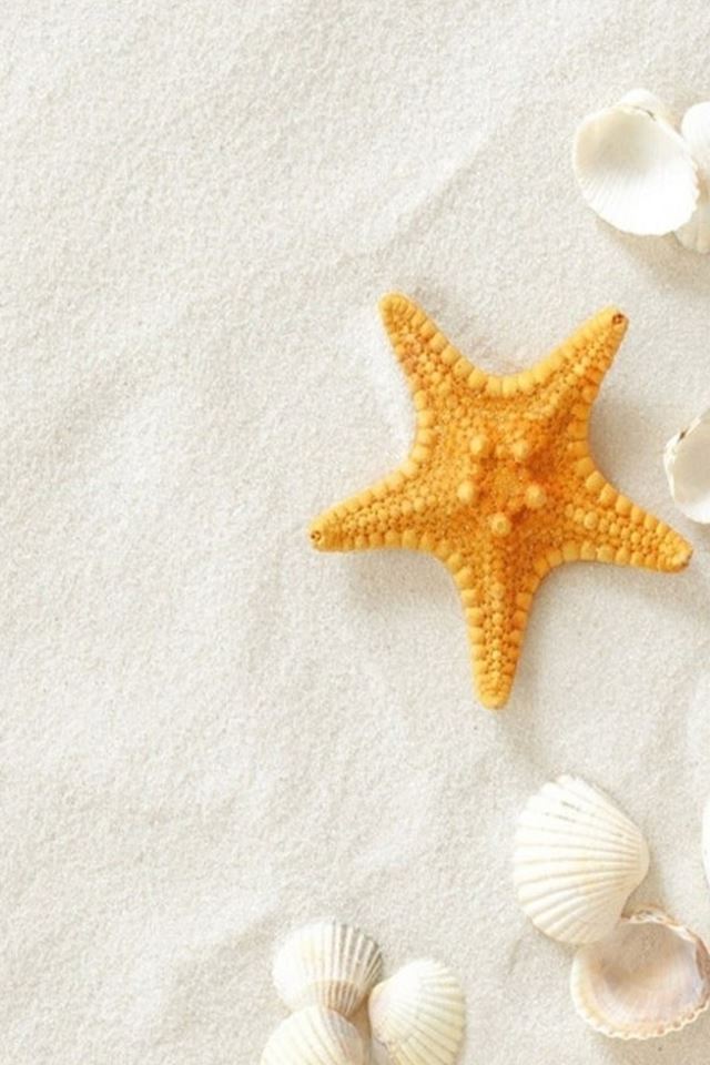 640x960 Pure Seaside Beach Starfish  Seashell - beach iPhone 4s Wallpaper