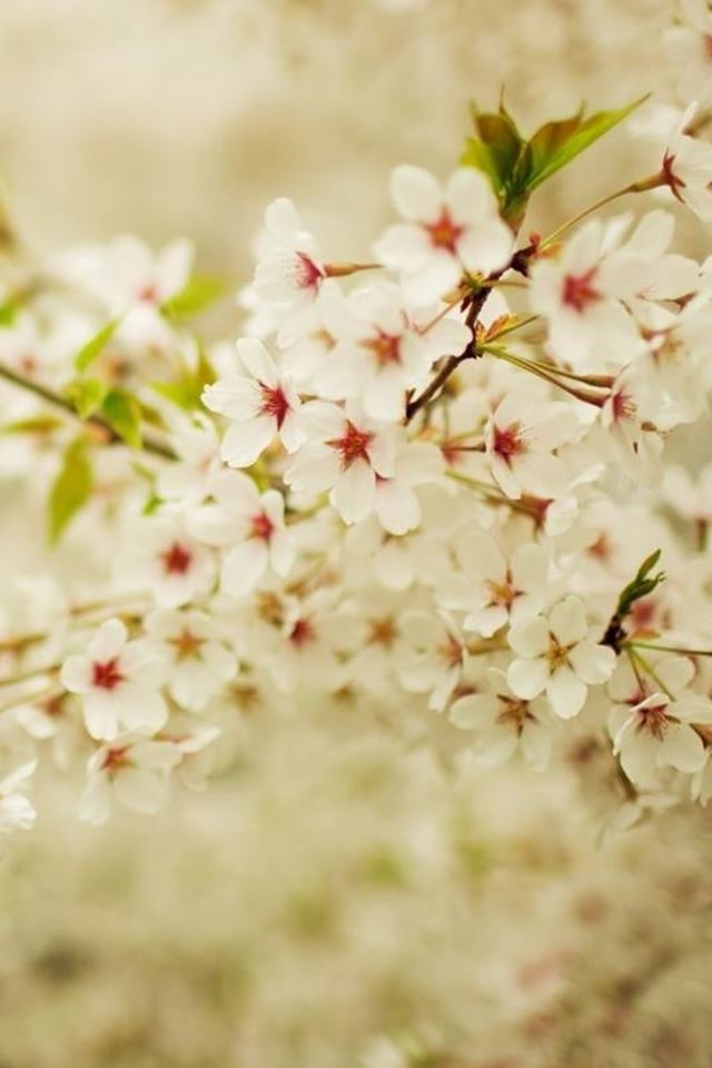 640x960 Romantic White Cherry Blossom Branch - cherry iPhone 4s Wallpaper