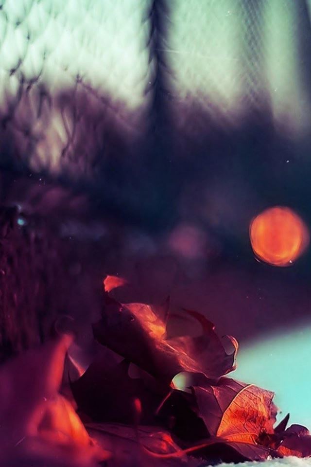 640x960 Beautiful Redwood Leaves Macro Blur - macro iPhone 4s Wallpaper