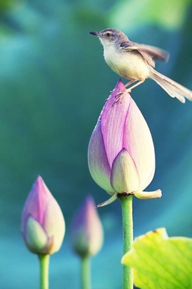 640x960 Bokeh Pond Lotus Bud Bird Standing Macro - bird iPhone 4s Wallpaper