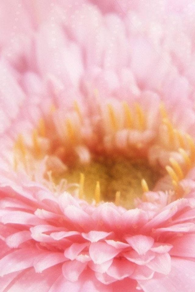 640x960 Dreamy Pink Blossom Flower Macro - plant iPhone 4s Wallpaper