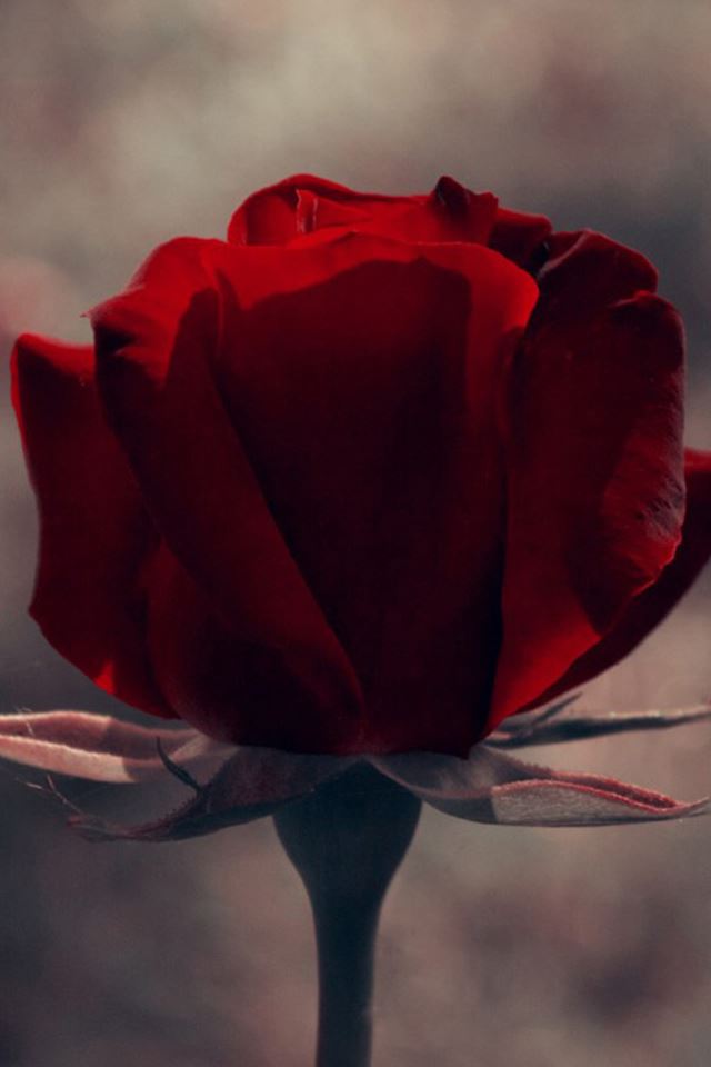 640x960 Vintage Red Rose Flower Macro - brown iPhone 4s Wallpaper