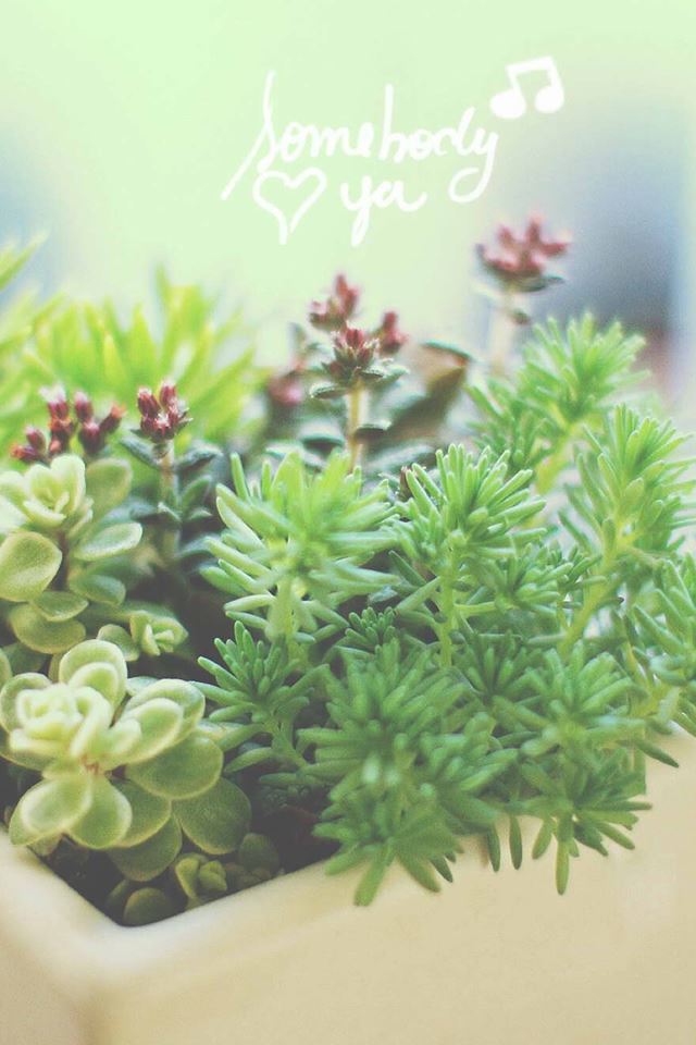 640x960 Nature Vitality Aesthetic Fleshy Plant Pot - plant iPhone 4s Wallpaper