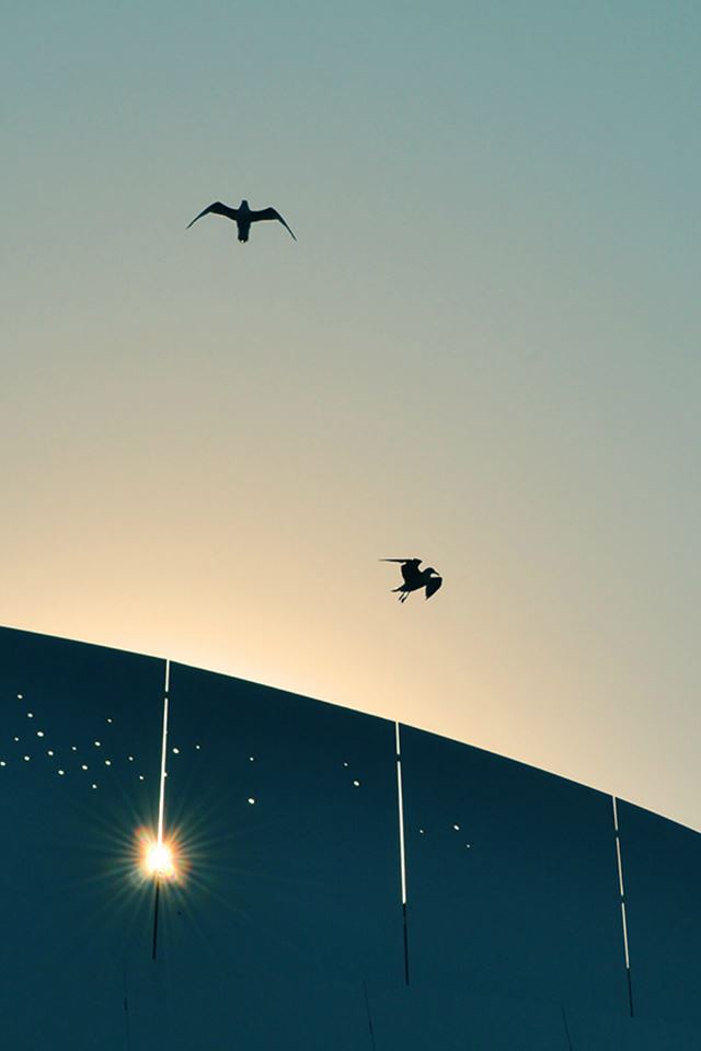 640x960 Bird Sky Sunshine Flare Blue Nature Animal - flare iPhone 4s Wallpaper